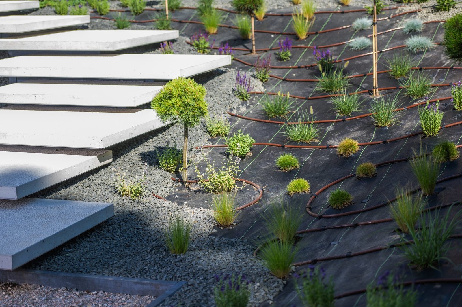 Modern Landscape Design With Steps and Diverse Plants and Drip Irrigation Pipelines